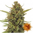 Acapulco Gold - Barney's Farm